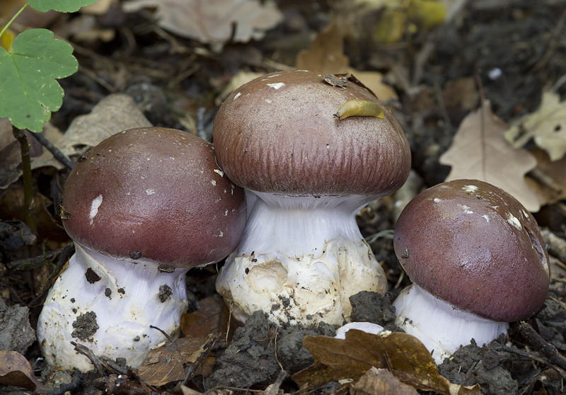 Cortinarius praestans